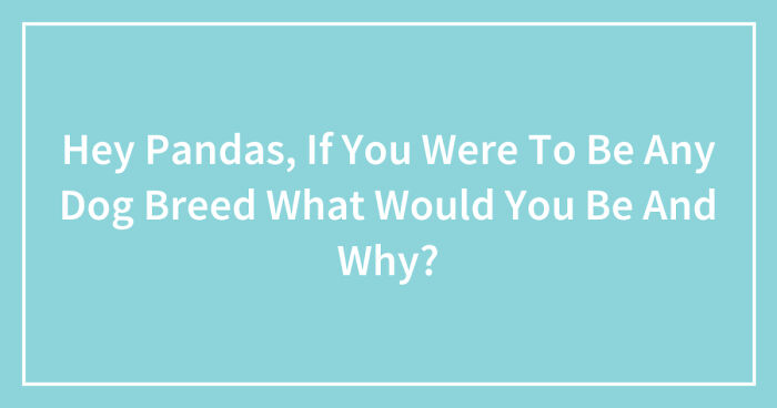 Hey Pandas, If You Were To Be Any Dog Breed What Would You Be And Why? (Closed)
