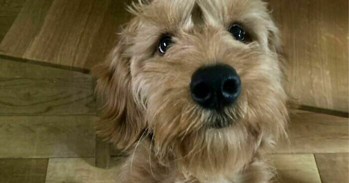 Hey Pandas, Post The Cutest Picture Of Your Pet (Closed)