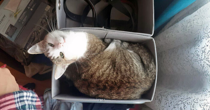 Hey Pandas, Post A Pic Of The Cutest Moment Of Your Pet