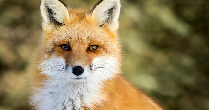 Hey Pandas, Photoshop This Fox To Make It Motivational (Closed)