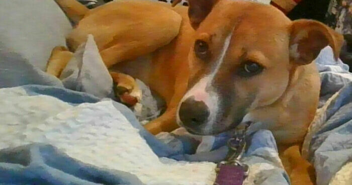 Hey Pandas, Post A Picture Of Your Dog