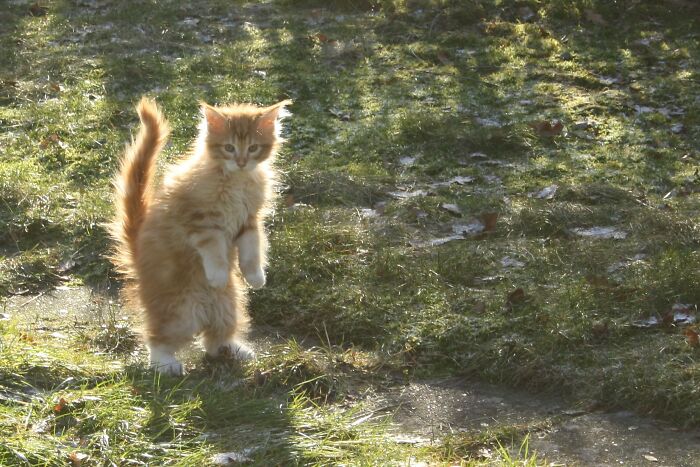 Sokrates - First Time In The Garden