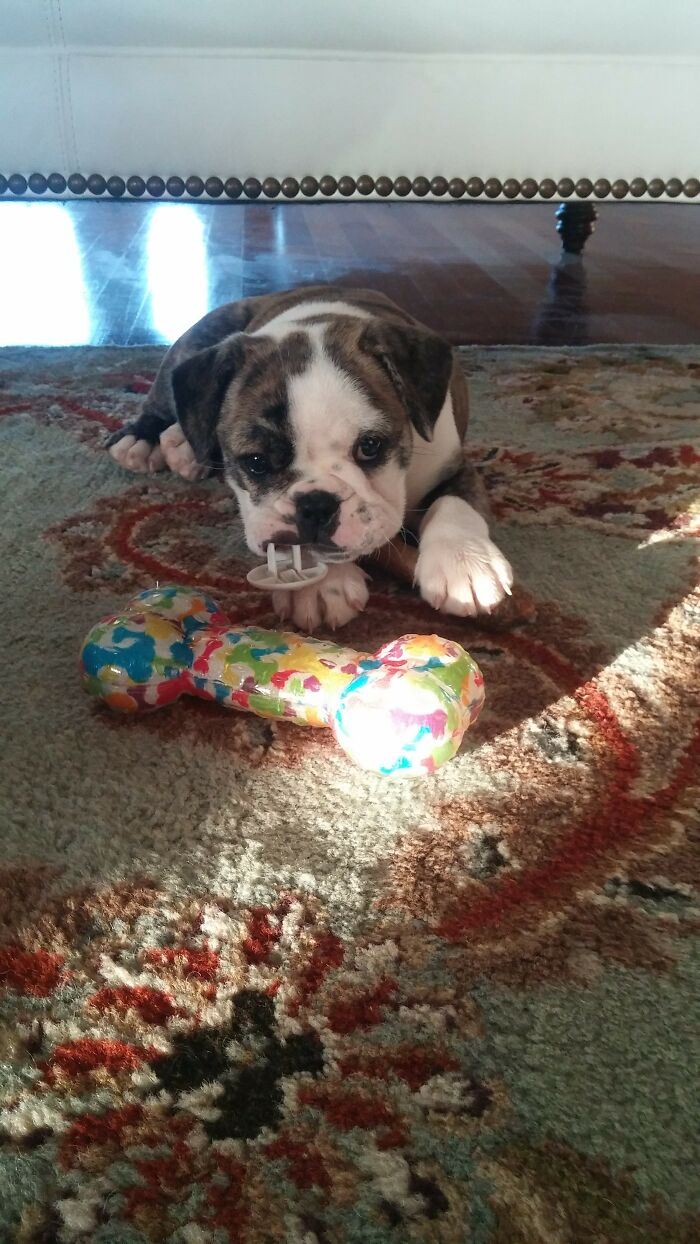 And This Is Fiona. She Is Midas's One True Love, And She Thinks All Days Are Mondays