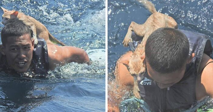 Thai Navy Officer Jumps Into Water And Swims To Rescue These Four Cats From A Rapidly Sinking Ship
