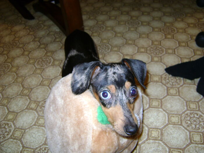 Just Stop Laughing And Get This Thing Off Me!