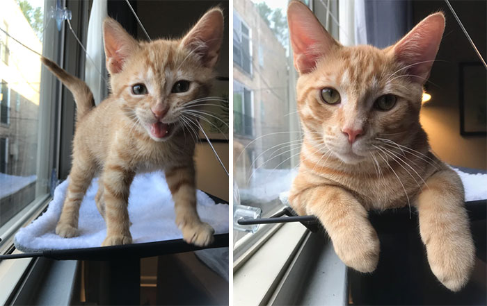 From Feisty Ten-Week-Old To Mellowed-Out 7-Month-Old. Still Loves His Window Perch!