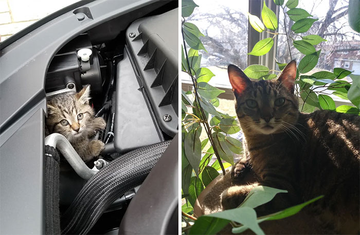 Found As A 4 Week Old Kitten Under The Hood Of My Car And Now The Sweetest Big Boy Ever, Here Is Figs