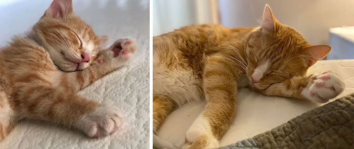 3 Years Later, He’s Still A Sleepy Boy