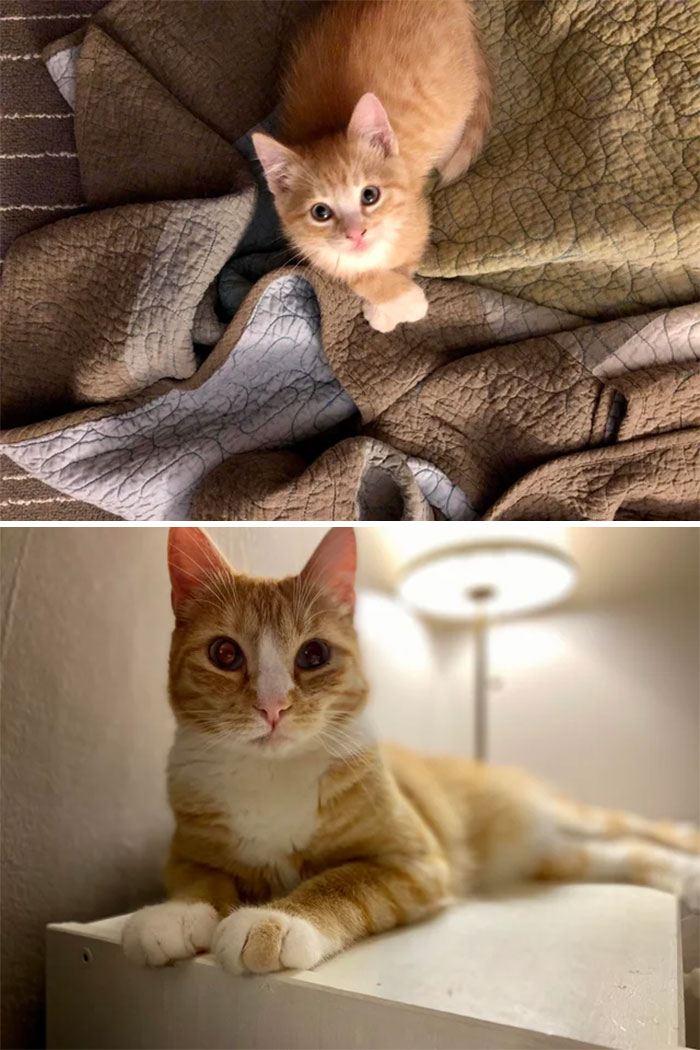 It’s This Boy’s 3rd Adoption Anniversary. Kitten Or Cat, He’s Still My Beautiful And Sweet Boy