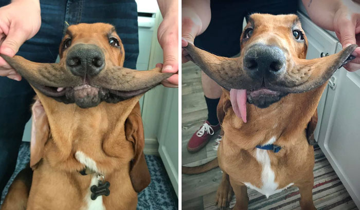 Slobbersaurus 3 Month Glow Up. Bigger Wrinkly Cheeks, Bigger Blep, Heckin’ Good Boi