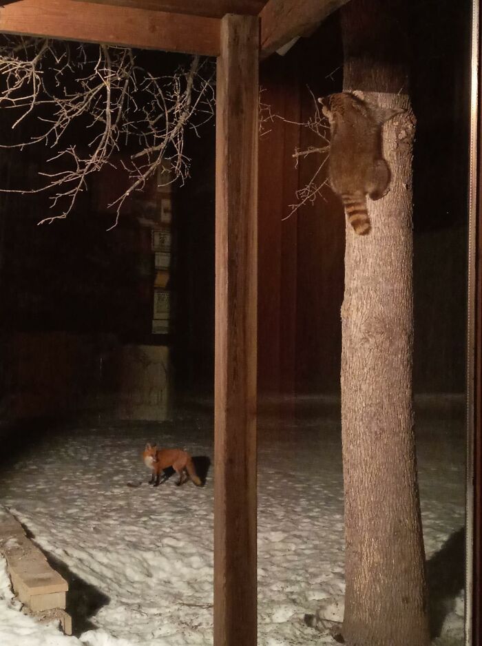 Flipped The Yard Light On At 4am And Found This