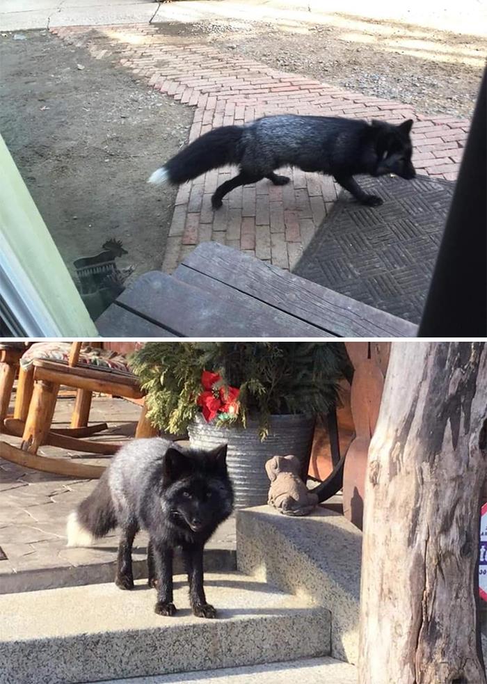 Hmmmm.... That's Not The Family Dog. Big Boi