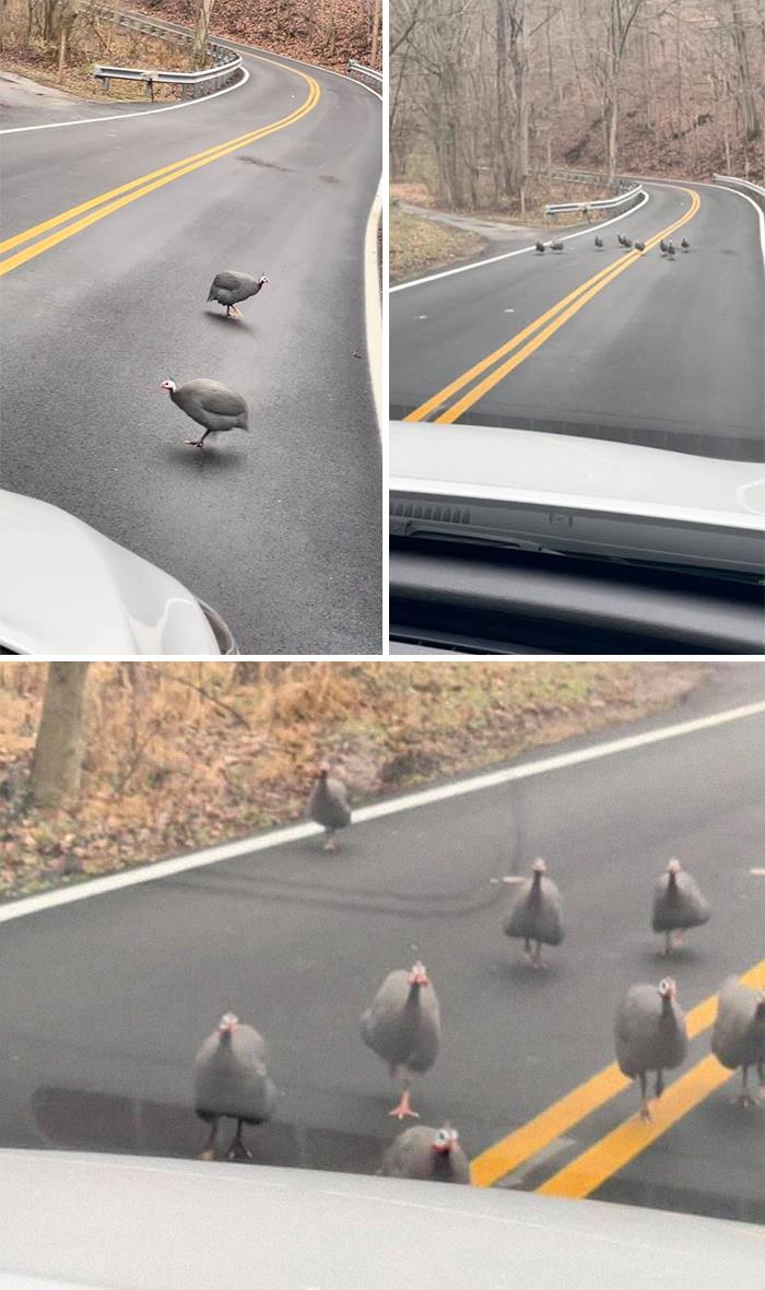 When Turkeys Attack...