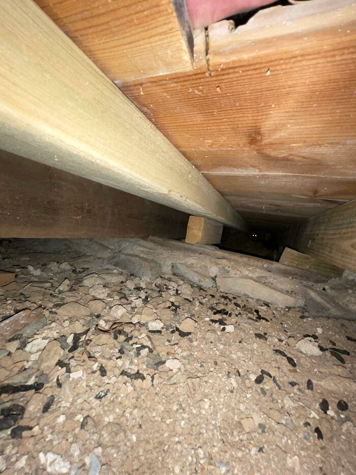 I Was Investigating If There Were Rats In A Property, My Masters Degree In Photography Paid For Itself With This Masterpiece. The Answer Was Yes