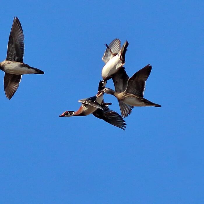 For Your Consideration: The Embodiment Of Beauty And Perfection, In The Form Of North America’s Most Graceful Wood Duck