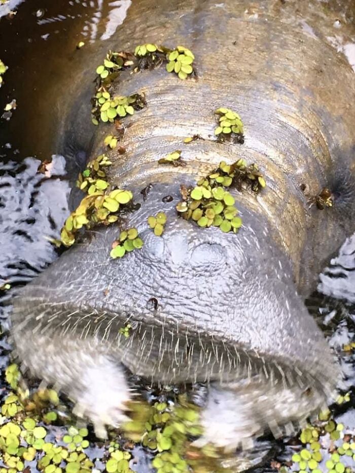 Manatee Off My Dock! This Was My First Time Seeing One Of These. I Think They Are Lovely