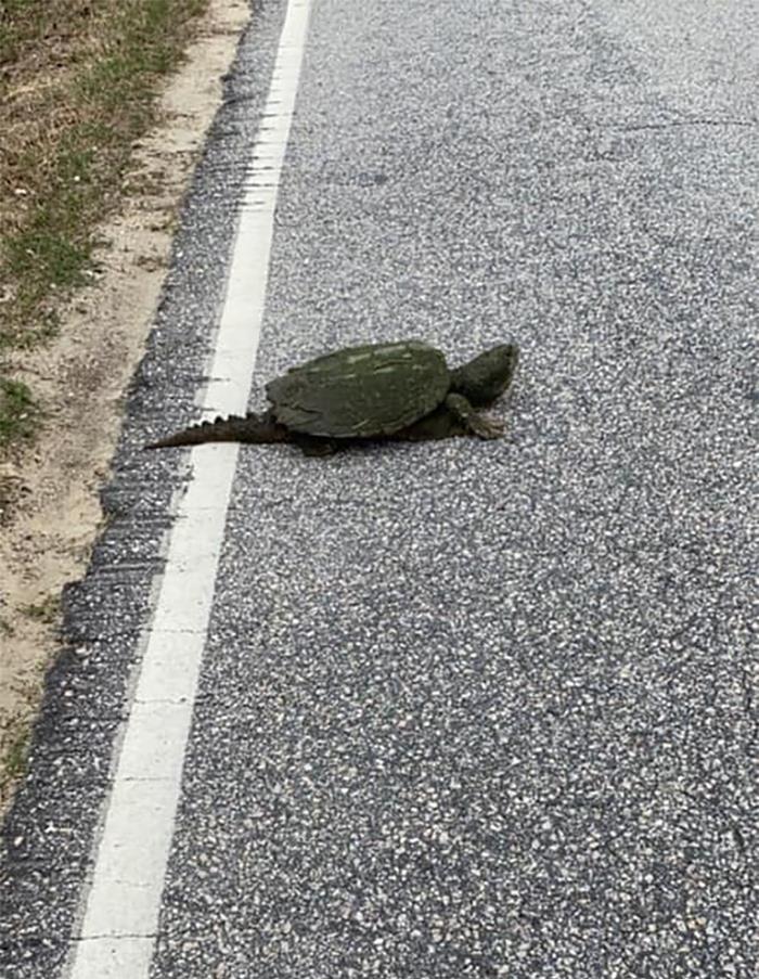 This Spicy Road Bump Forced Me To Take Time Out Of My Day To Scooch Him Across The Road. He Paid Me Back By Attempting To Amputate A Finger For Free