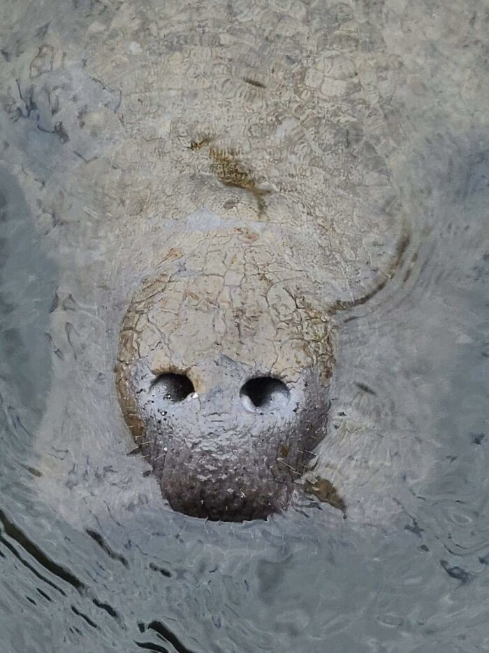 I Give You The Glorious Manatee. Photo Taken By My Husband