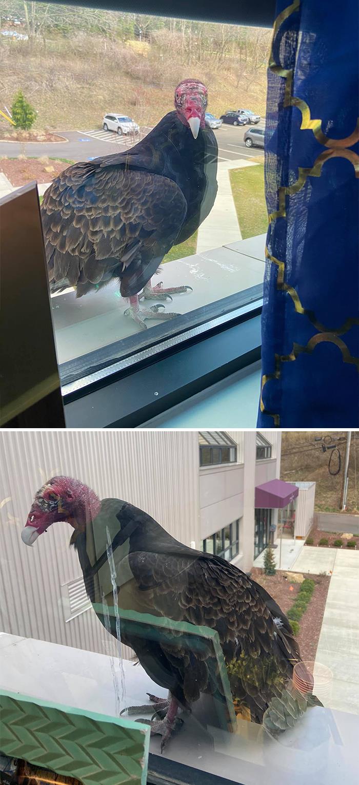 After Several Frightened Screams Of “Wtf Is That??!!!” May I Present Our New Office Mascot Name Suggestions Welcome !