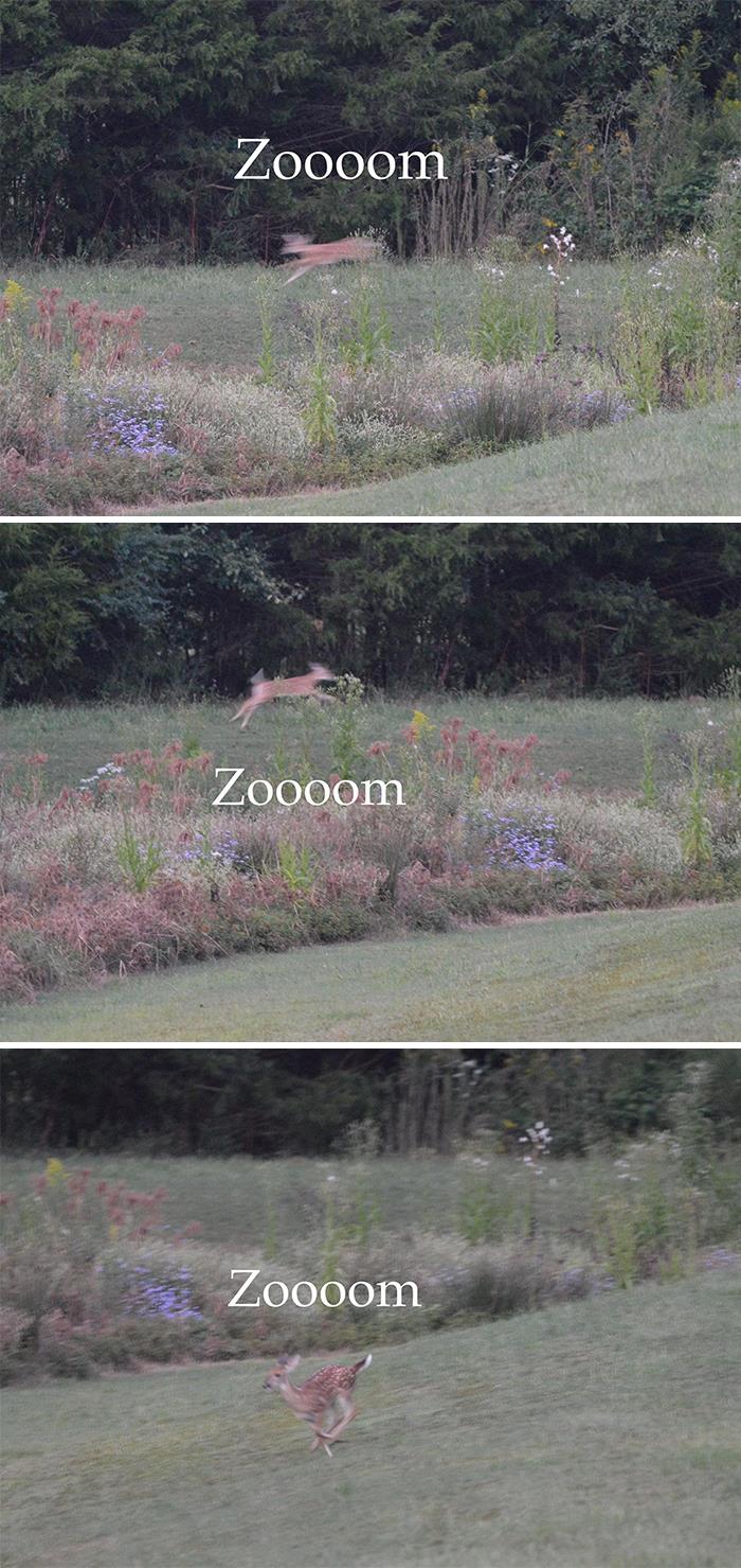 Fawn Had The Zoomies