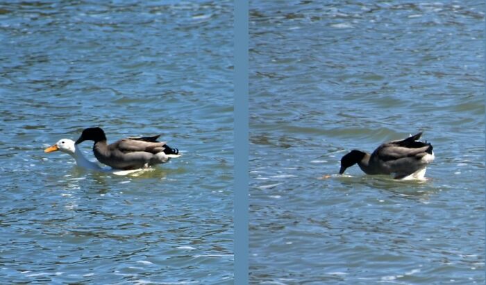 We Were Doing A Fun Hike Around A Lake When My 4 Year Old Says "Look Mom, The Ducks Are Going For A Ride"