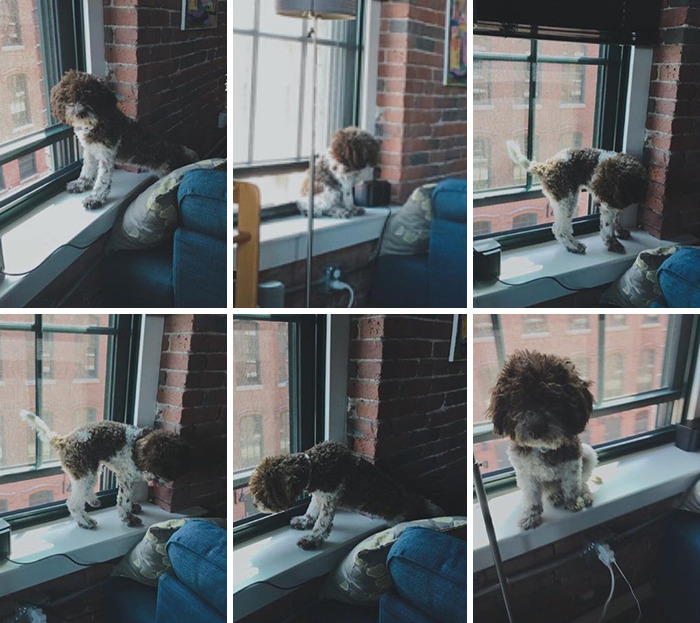 Today, I Pondered To Myself. Am I Actually A Cat In Disguise?