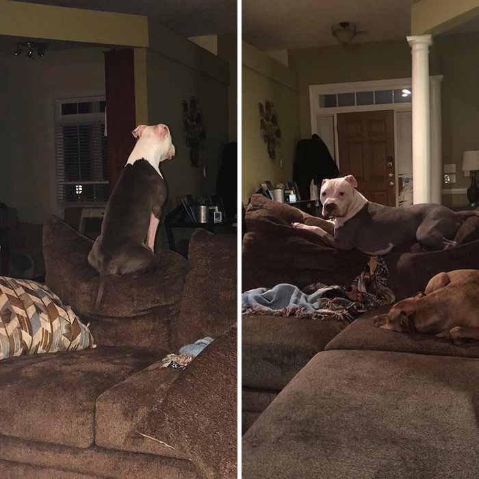 Ryder Can Not Figure Out How To Sit Proper Like A Dog But Rather Sits Like A Cat On The Couch