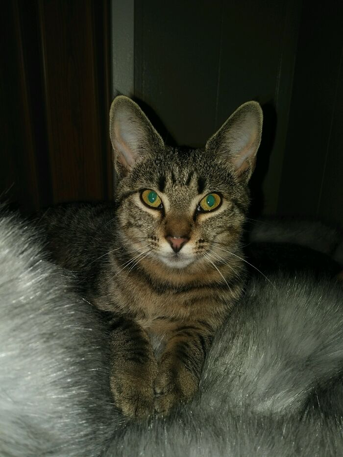 This Is 5lbs Of Fur-Bebe Royalty That Somehow Controls An Entire Queen Bed...