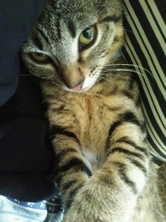 Sleepy Goosebeàrié Loves Storytime