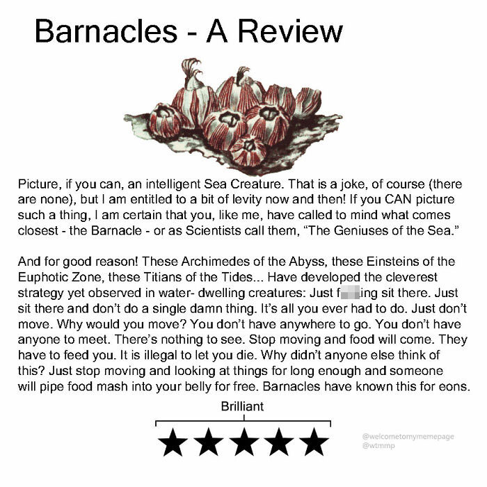 Barnacles