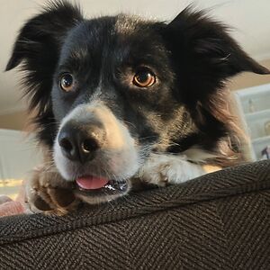 ashlyndechant avatar