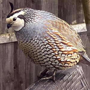 nicolascott2008 avatar