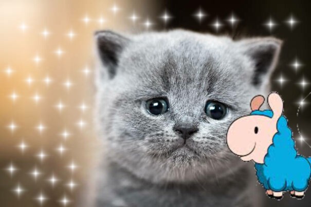 Loffy Will Make Them Happy!