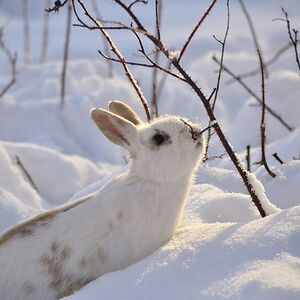 lonewolf20031 avatar