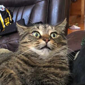 steelergirl0775 avatar