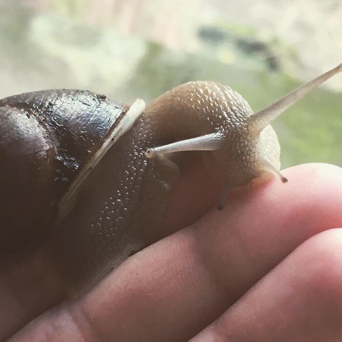 Snaily. Rescue Snail I Had For A Year, Released Him Back To The Wild Today. I Will Miss You