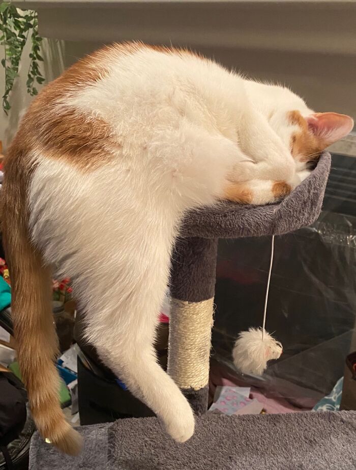 I Don’t Fit But I Still Sits.