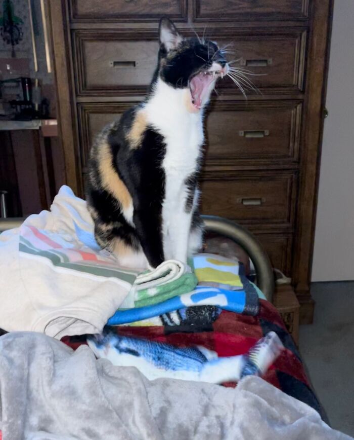 My Cat Is Overly Excited About Her New Toy