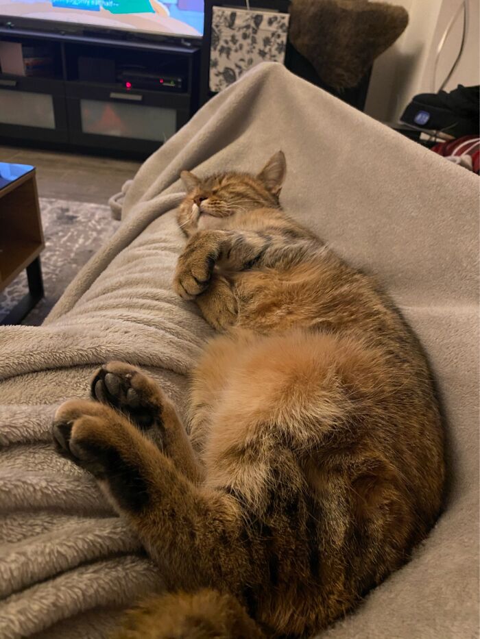 My Leila Loves To Sleep On My Lap!