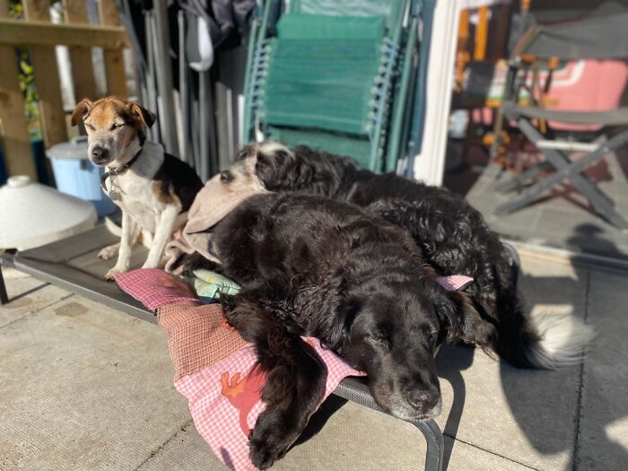 My Boys Having Snuggles In The Sun