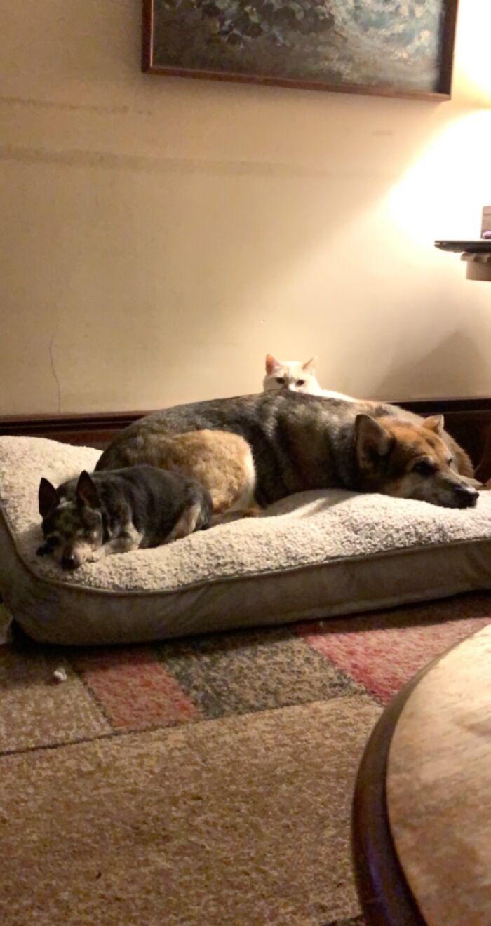 Can You Tell This Is The Favorite Bed In The House?