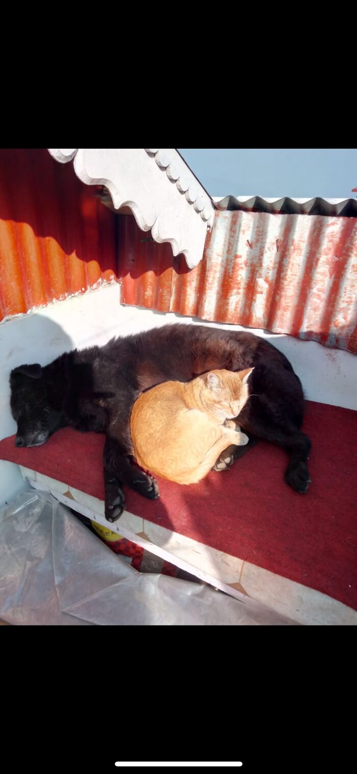 My Late Dog( Killu) And My Cat (Mackey) Best Friends Here’s Them Basking In The Winter Sun