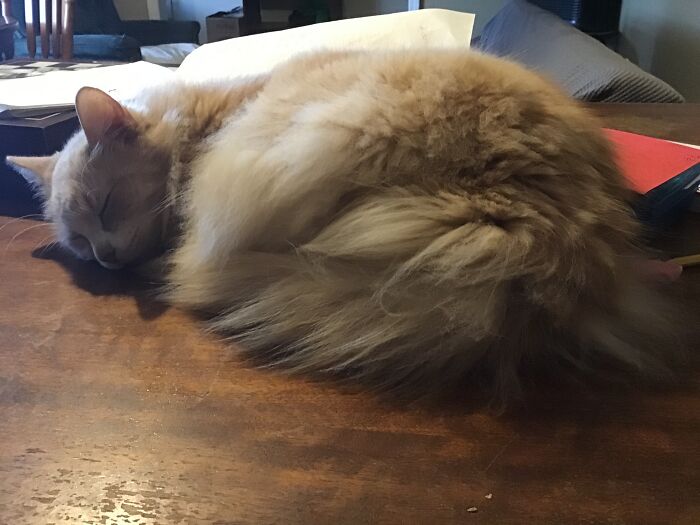 Ralphie. He Lets Me Borrow His Sleep Desk For Doing Stuff.