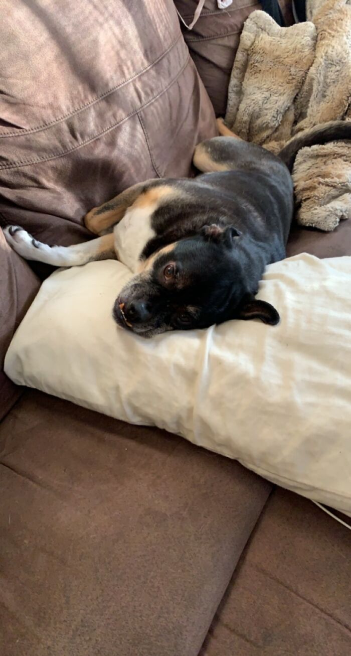 His Couch. His Pillow. His Blanket.