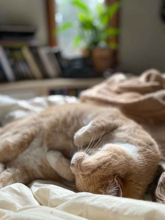 Pandorica Eloise At Rest