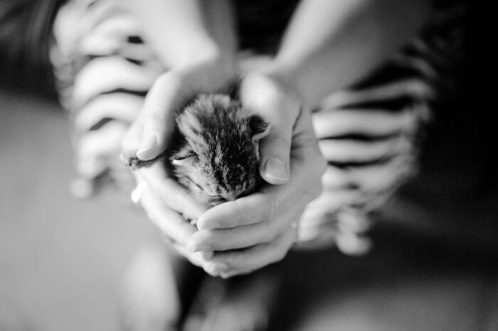 The Photo Shoot Was Too Much For This Little Kitten