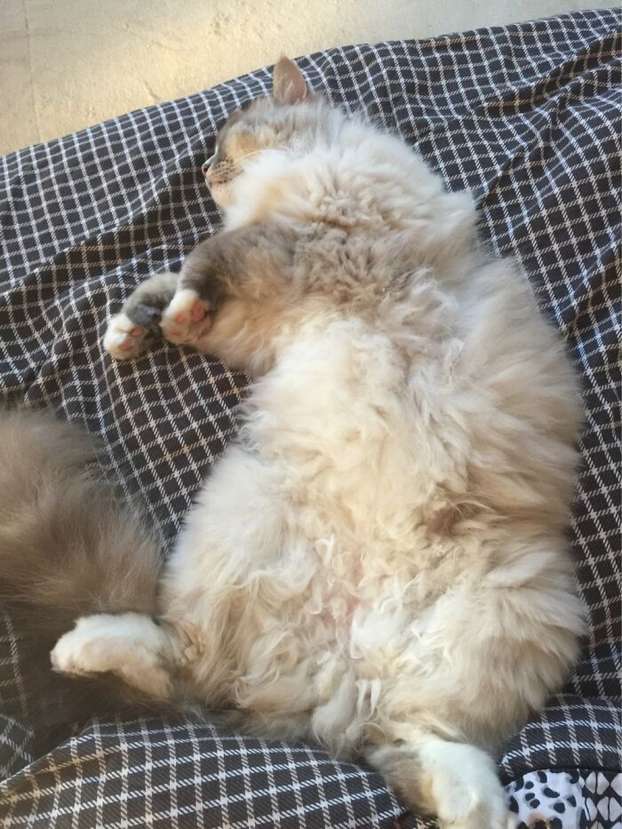 Nobody Can Sleep Like Me