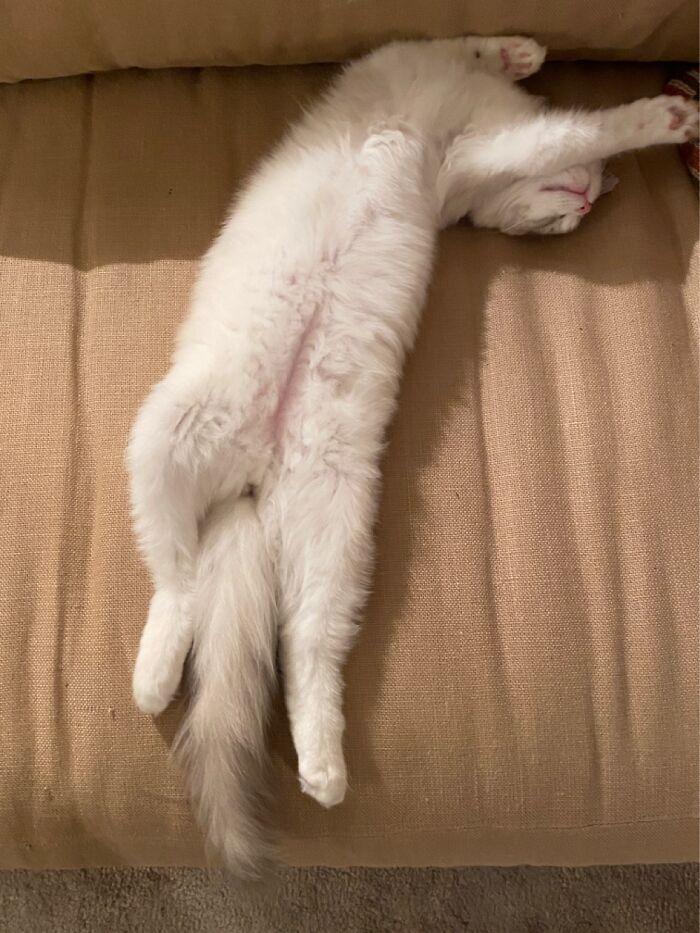 Never In A Normal Pose