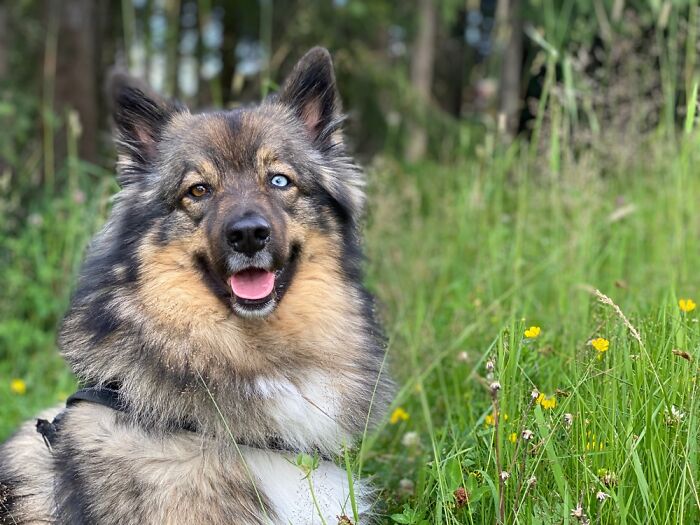 This Is Koda, He Is A Big Teddybear. Some Kids Are Afraid Of His Eyes, How Is That Possible?
