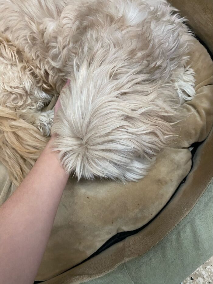 My 17 Year Old Baby, Maggie. She Passed Away A Few Weeks Ago. Miss Her